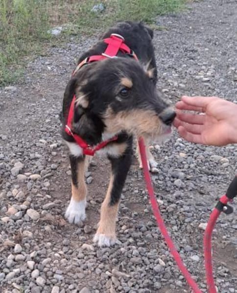 ROJA - wartet schon so lange...