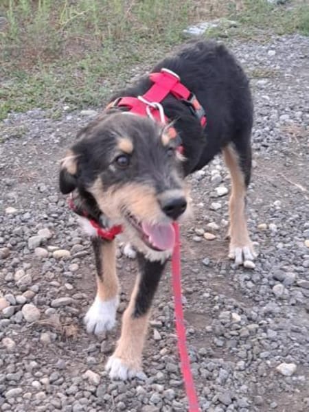 ROJA - wartet schon so lange...