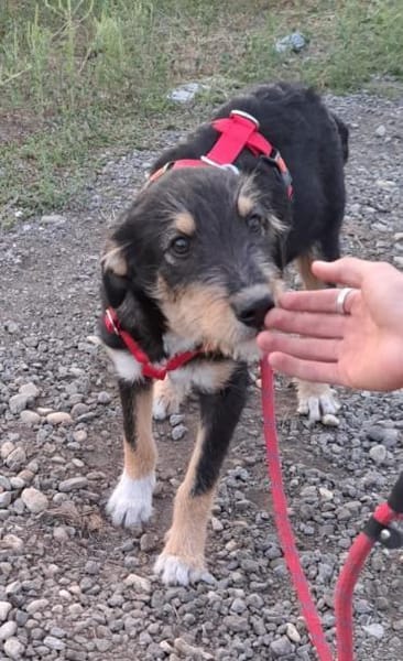 ROJA - wartet schon so lange...