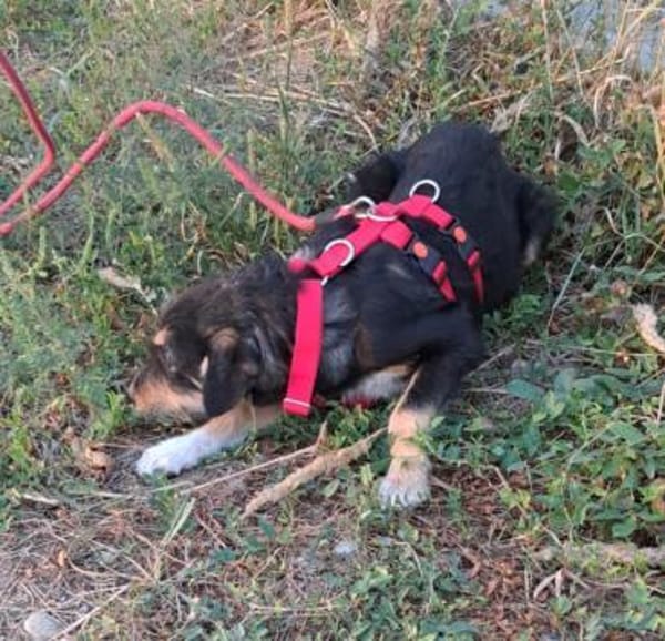 ROJA - wartet schon so lange...