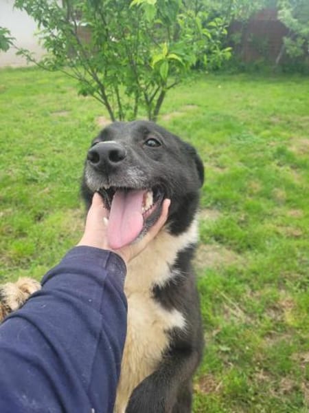 Fidelio - sucht seine( n) Menschen