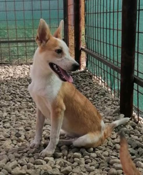 NICO - wird immer übersehen...