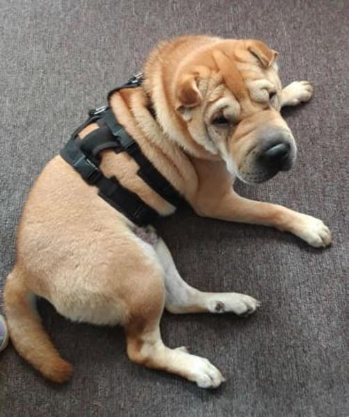 Otto, ich suche ein neues Zuhause