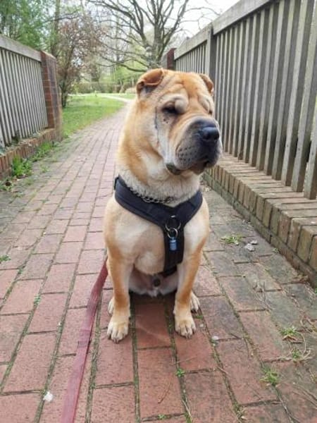 Otto, ich suche ein neues Zuhause