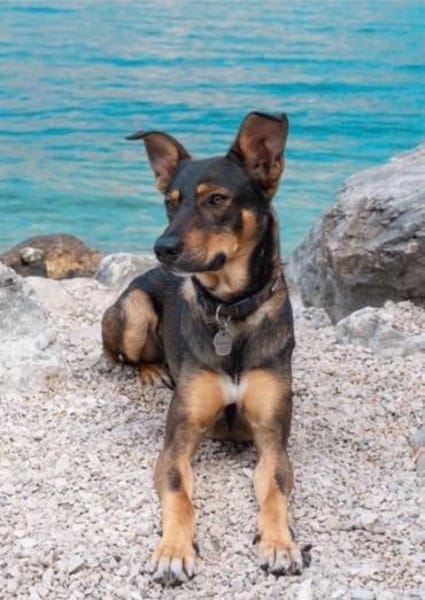 Matiz, Mischlingsrüde, 5 Jahre