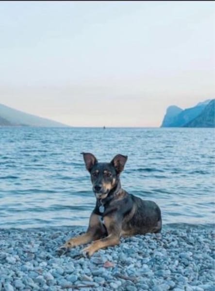 Matiz, Mischlingsrüde, 5 Jahre