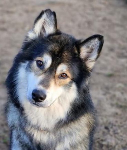 Fuzzel sucht ein Zuhause