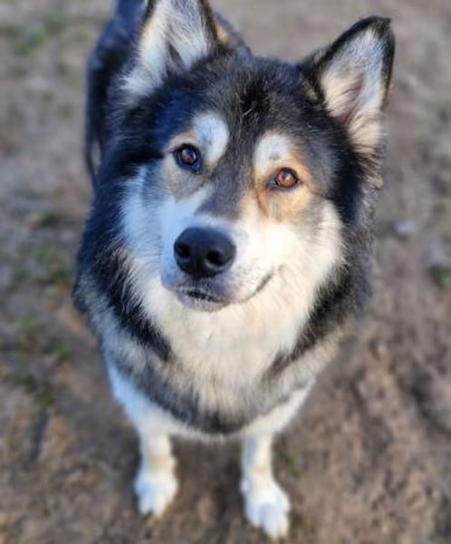 Fuzzel sucht ein Zuhause