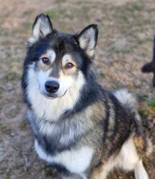 Fuzzel sucht ein Zuhause