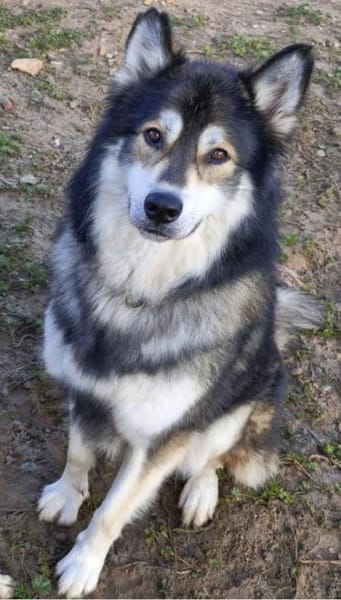 Fuzzel sucht ein Zuhause