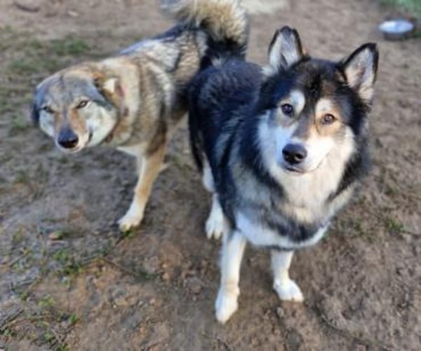 Fuzzel sucht ein Zuhause