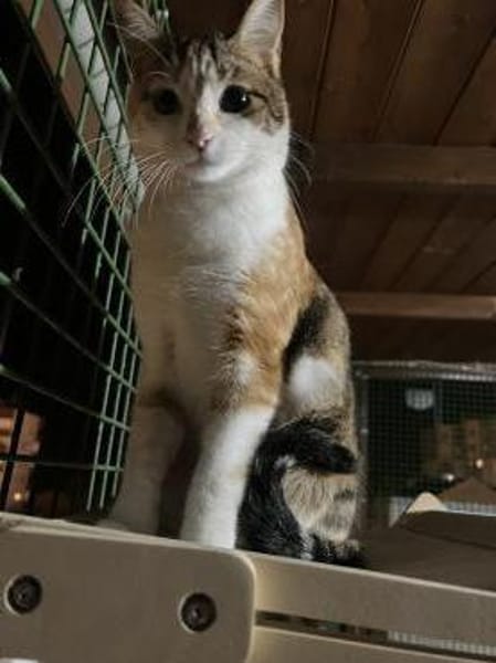 Pina will  erobert werden (ALO) MUC