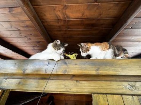 Pina will  erobert werden (ALO) MUC