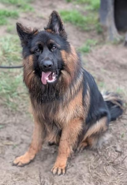 Herr Schröder sucht ein Zuhause