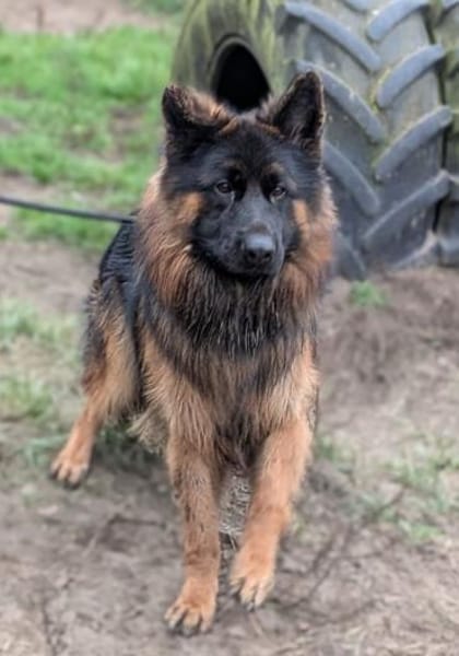 Herr Schröder sucht ein Zuhause