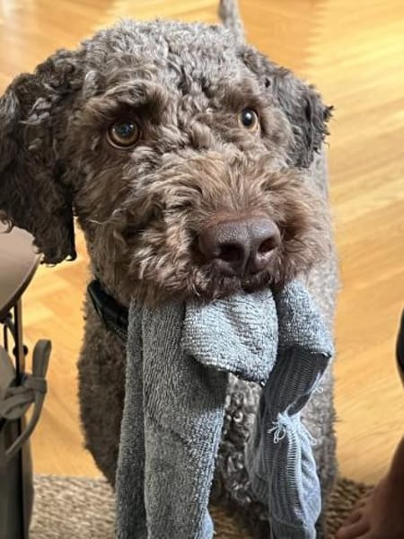 Chewie sucht statt Trüffeln ein Zuhause