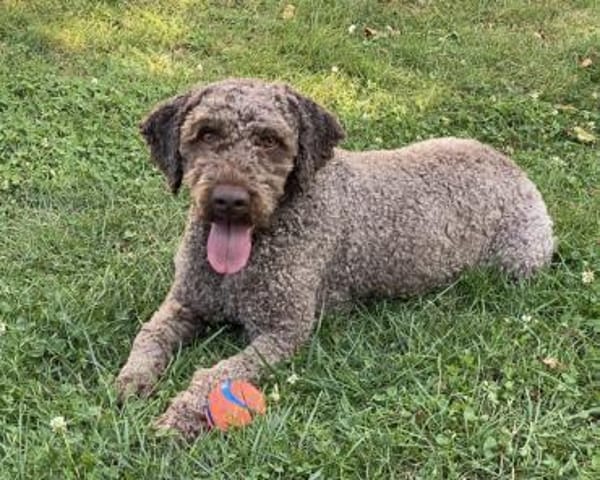 Chewie sucht statt Trüffeln ein Zuhause