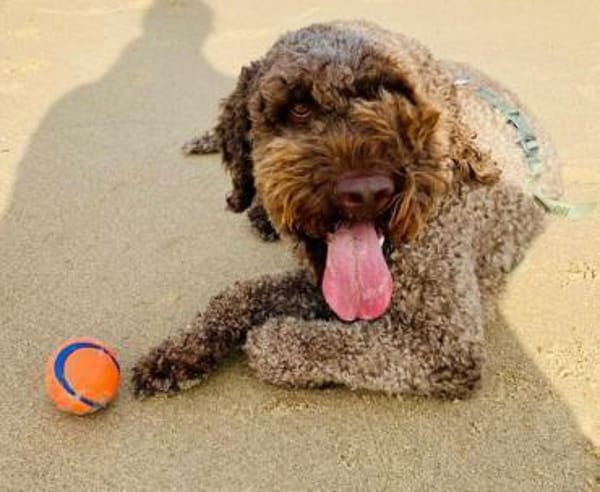 Chewie sucht statt Trüffeln ein Zuhause