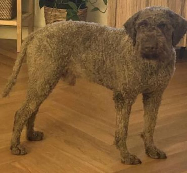 Chewie sucht statt Trüffeln ein Zuhause