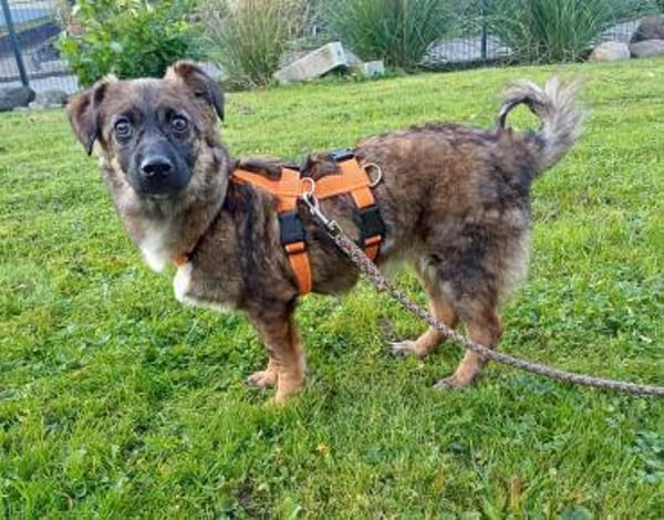 Hier kommt Louie, der kleine Wirbelwind