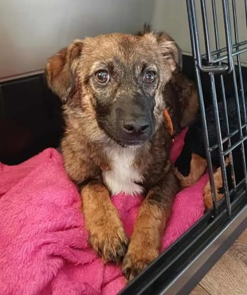 Hier kommt Louie, der kleine Wirbelwind