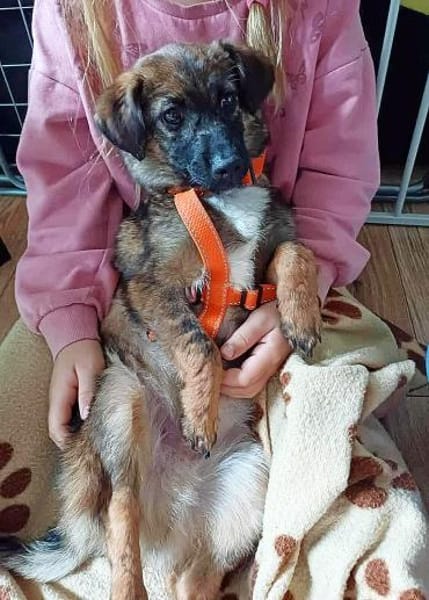 Hier kommt Louie, der kleine Wirbelwind