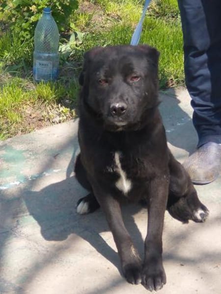 VALERIE - Zuhause gesucht