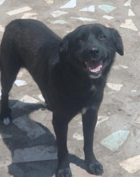 VALERIE - Zuhause gesucht