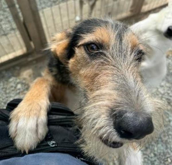 MINNIE - Lebensfreude auf Pfoten