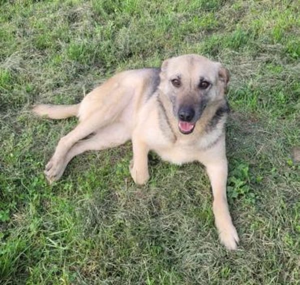 MIRARE - ein Wunder sucht ein Zuhause