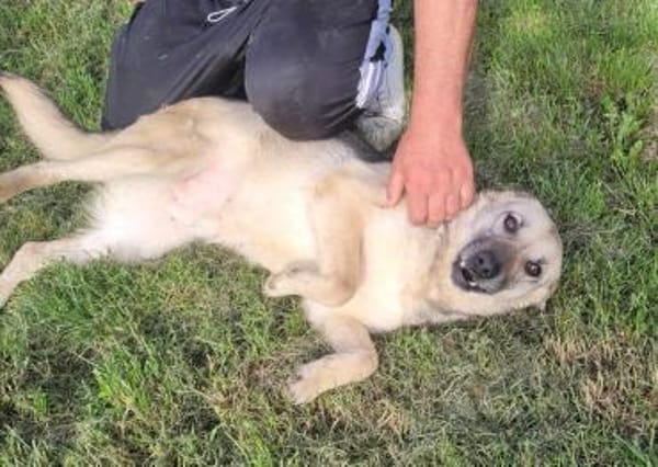 MIRARE - ein Wunder sucht ein Zuhause