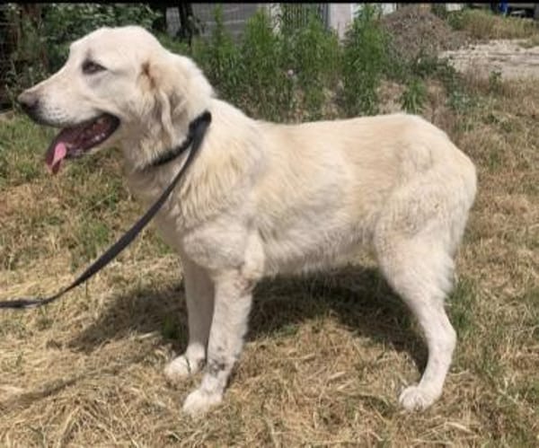 Luna (6) wartet auf ihre Menschen