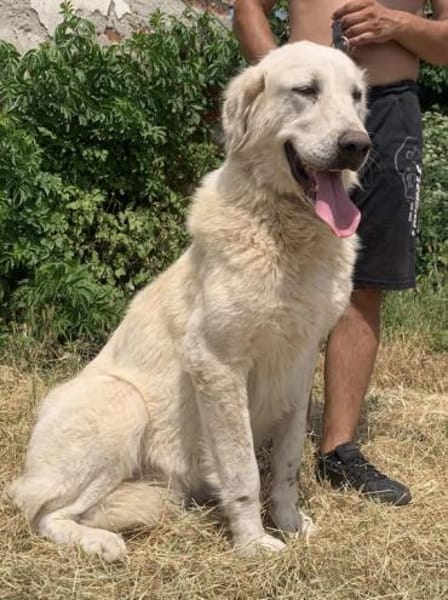 Luna (6) wartet auf ihre Menschen