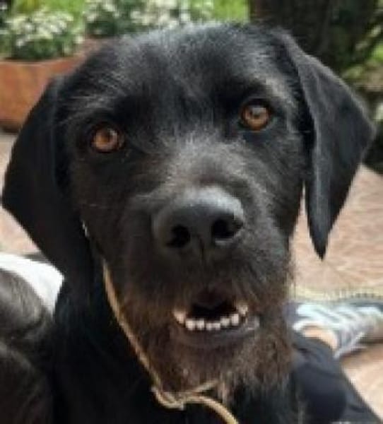 Capko, schwarz, hübsch und einfach toll