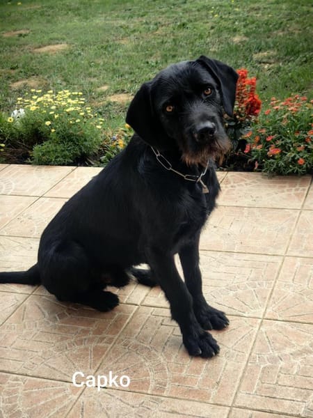 Capko, schwarz, hübsch und einfach toll