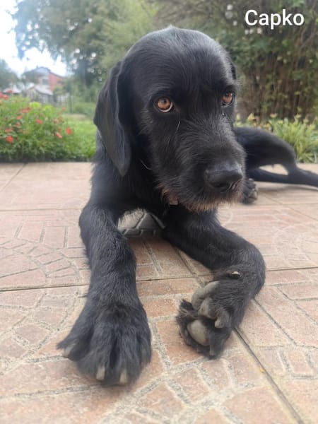 Capko, schwarz, hübsch und einfach toll