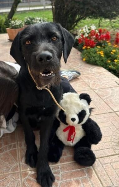 Capko, schwarz, hübsch und einfach toll