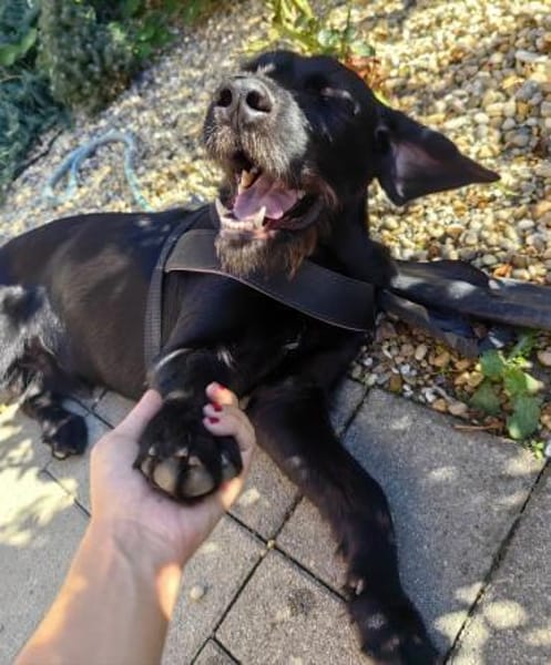 Capko, schwarz, hübsch und einfach toll