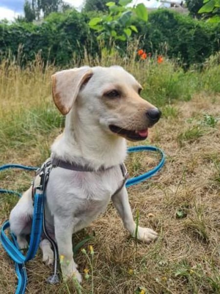 Minimann Eddi sucht seine Menschen