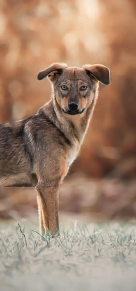 Kinushi möchte endlich richtig ankommen