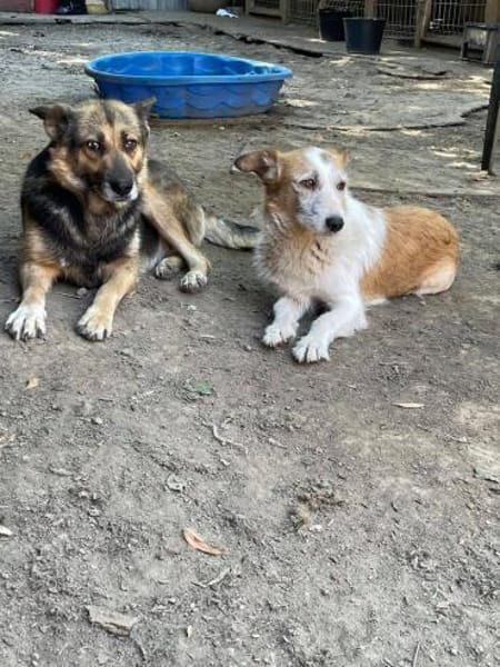 SINA - Alterswohnsitz gesucht