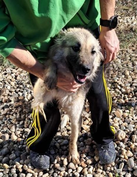 KAIA sucht eine Familie