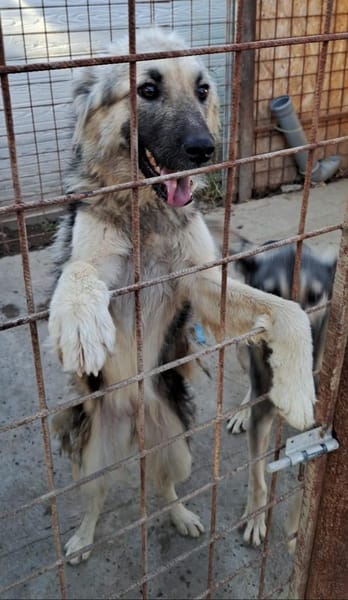 KAIA sucht eine Familie