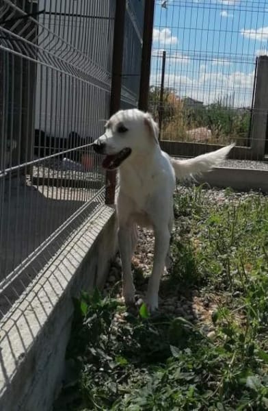 YUKI- sanfter Riese sucht seine Menschen