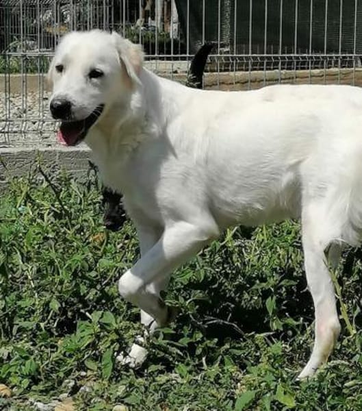 YUKI- sanfter Riese sucht seine Menschen