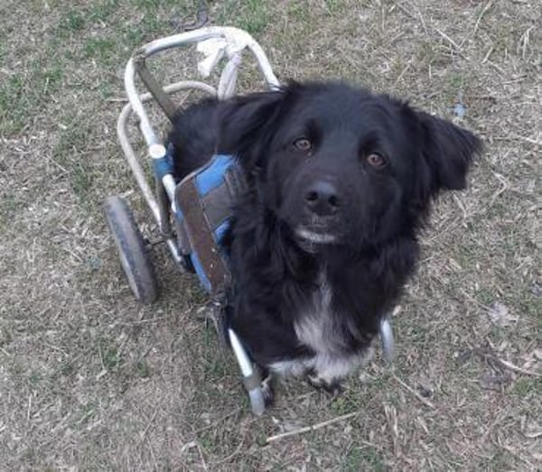 AUREL FLAICU - träumt von einem Zuhause