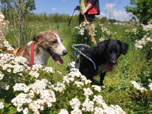 AUREL FLAICU - träumt von einem Zuhause