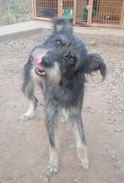 BAIAT - möchte endlich eine Familie