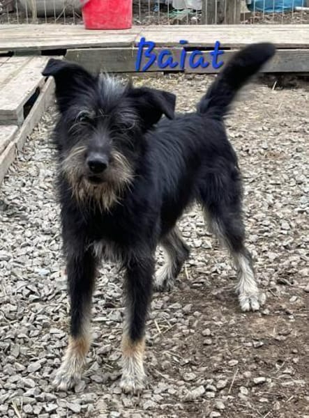 BAIAT - möchte endlich eine Familie