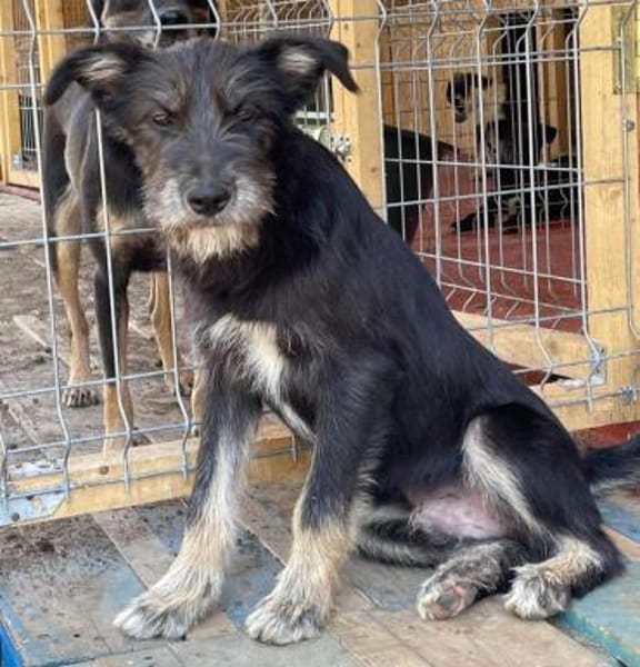 BAIAT - möchte endlich eine Familie